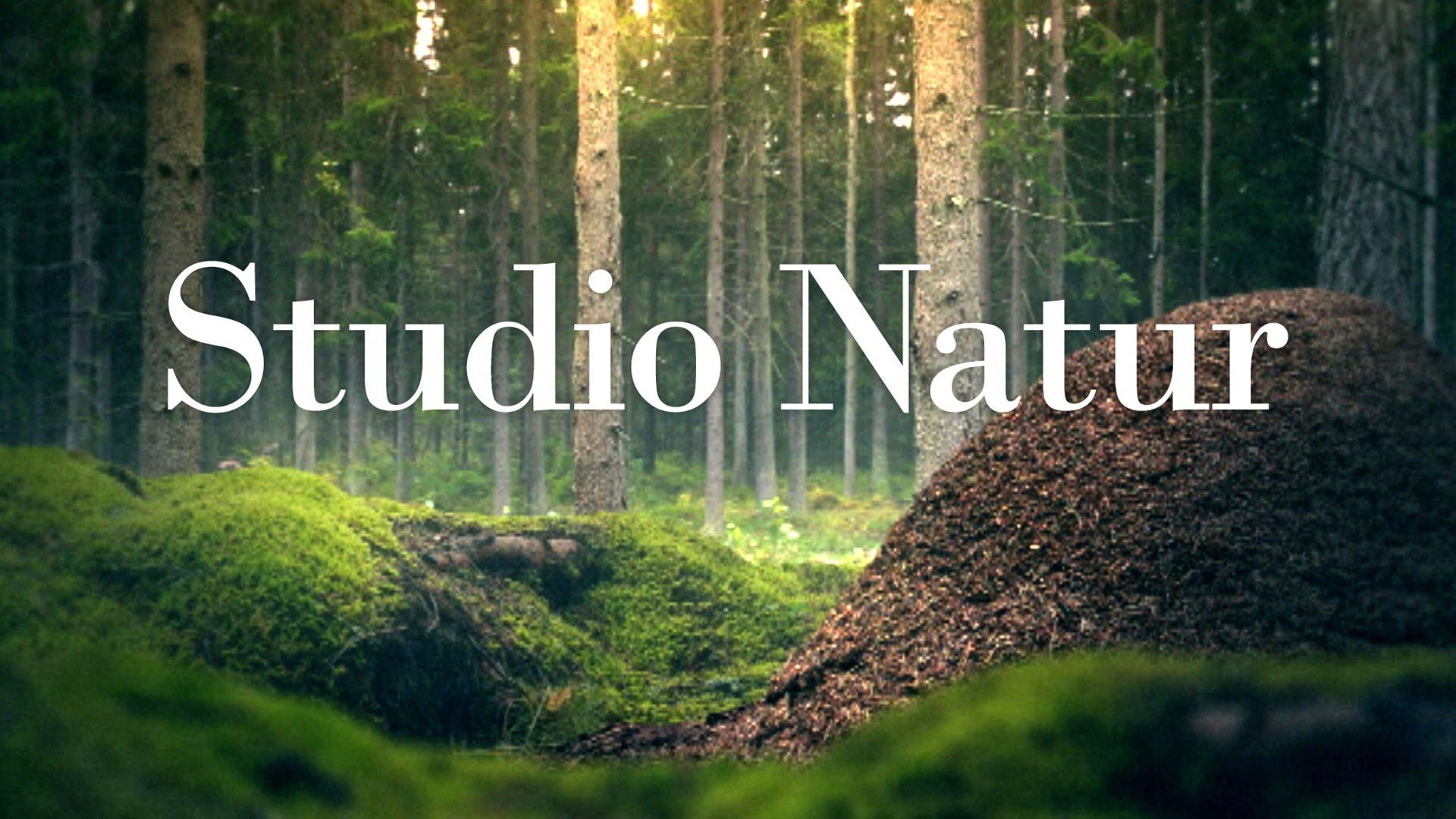 StudioNatur_111496315.png