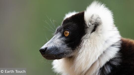 Madagaskar: Afrikas egna Galapagos